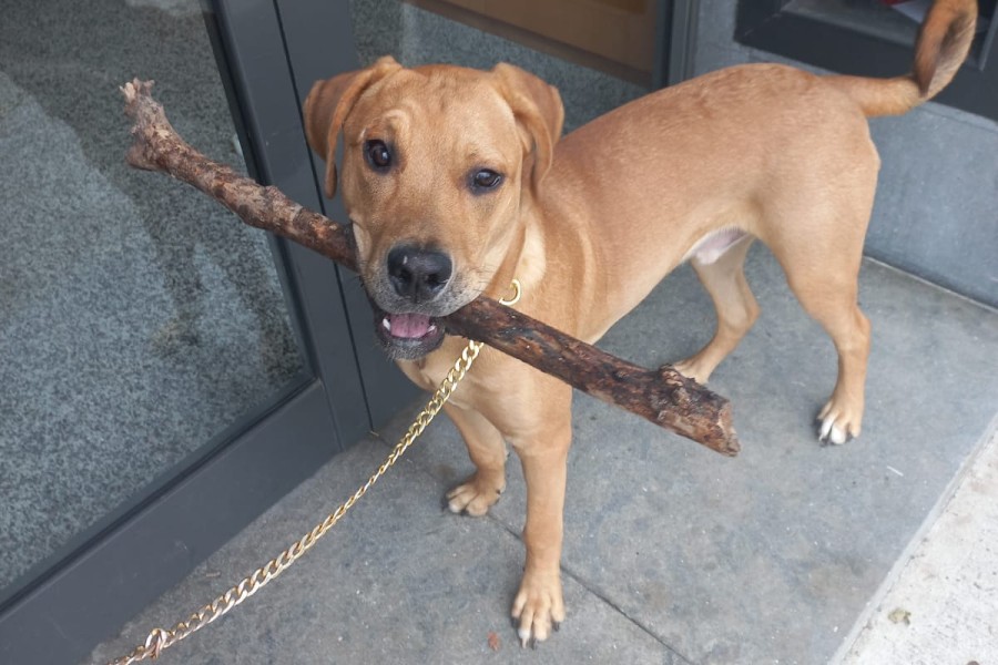 Imagen de Balú en una web para mascotas