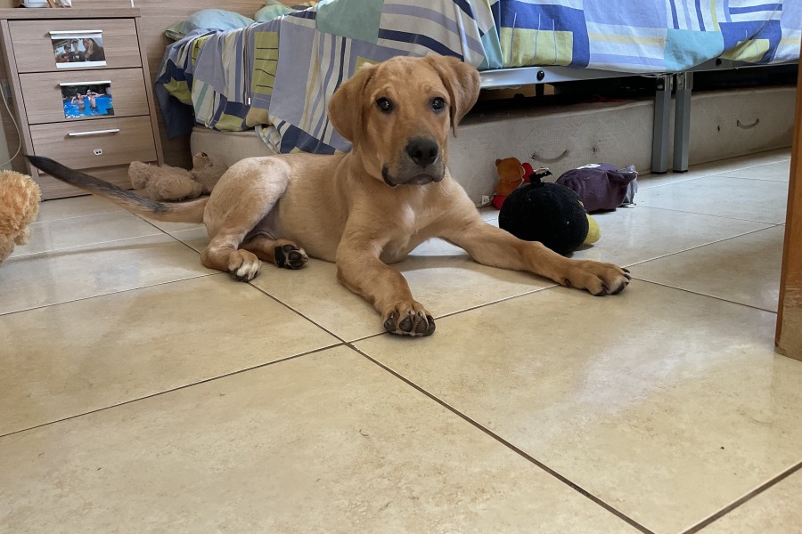 Imagen de Balú en una web para mascotas