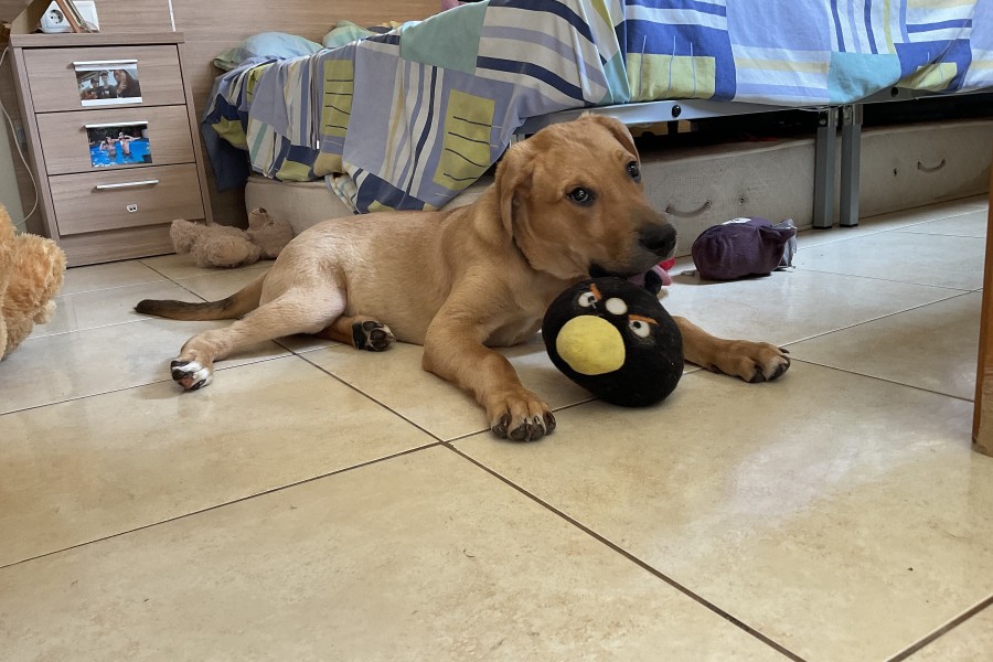 Imagen de Balú en una web para mascotas