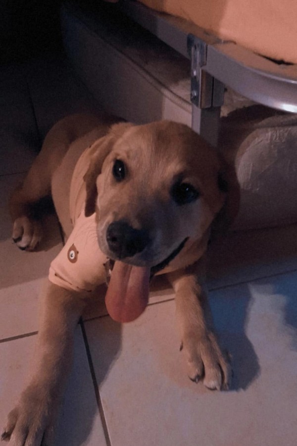 Imagen de Balú en una web para mascotas