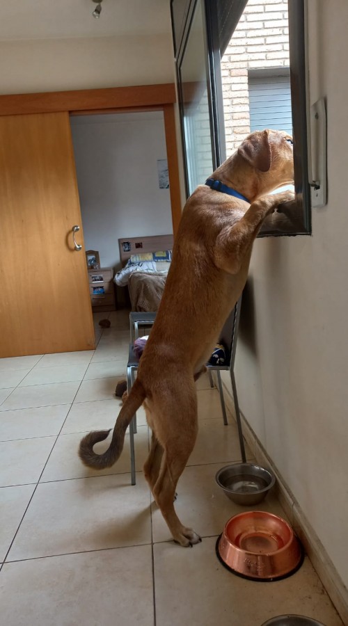 Imagen del formulario de balú